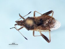 Harmostes reflexulus