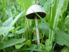 Panaeolus phalaenarum