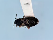 Punaise velue forme brachyptère