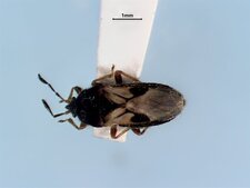 Punaise velue forme macroptère