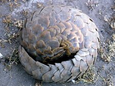 Pangolin de Temminck en boule