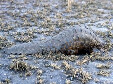 Pangolin de Temminck