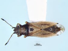 Cymus angustatus