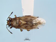 Cymus discor