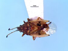 Kleidocerys ovalis