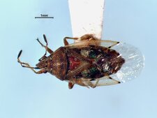Kleidocerys resedae