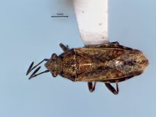 Neortholomus scolopax