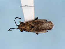Nysius angustatus