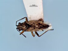 Nysius niger