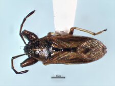 Oedancala dorsalis