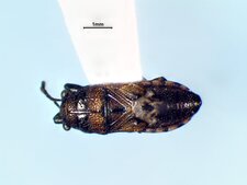 Phlegyas abbreviatus, forme brachyptère