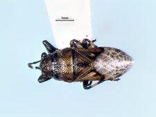 Phlegyas abbreviatus, forme macroptère