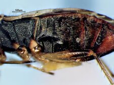 Ligyrocoris diffusus : côté d