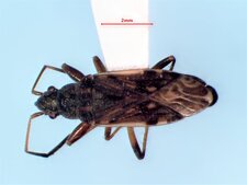 Ligyrocoris diffusus