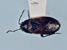 Trapezonatus arenarius