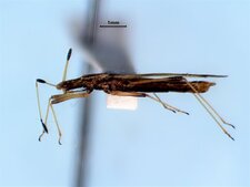 Berytinus minor