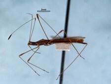 Neoneides muticus
