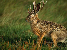 Jackalope enjoué