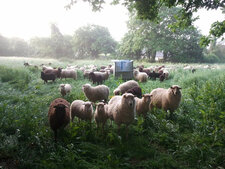 Moutons Landes de Bretagne
