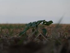 Tournesol 