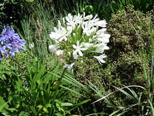 Agapanthus xpraecox 
