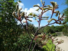 Anigozanthos flavidus