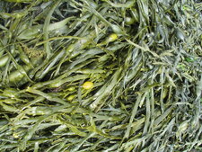 Ascophyllum nodosum