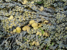 Fucus vesiculosus