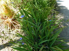 Aristea ecklonii