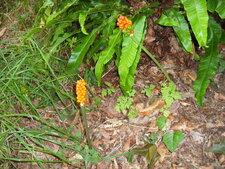 Arum Maculatum.