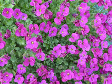 Aubriete