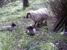 Moutons Suffolk