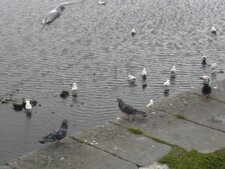 Pigeons et Mouettes