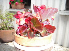 Begonia semperflorens