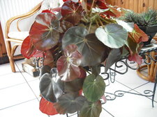 Begonia deliciosa