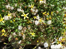 Bidens ferulaefolia