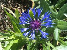 Bleuet