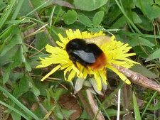 Bombus lapidarius