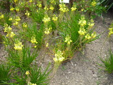 Bulbine frutescens
