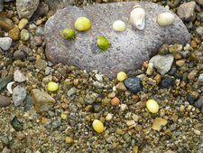 Les coquillages de Launay