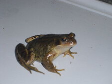 Grenouille rousse