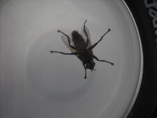 La mouche grise (Sarcophaga carnaria)