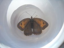 Papillon Maniola jurtina