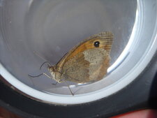 Papillon Maniola jurtina