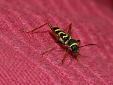 Insecte