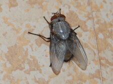 Mouche grise 