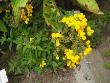 Calceolaria integrifolia