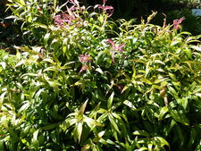 Callistemon x "flaming Fire"