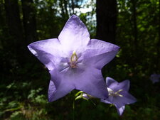 Campanule feuille de pêcher ( campanulacées)