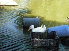 Canard Huppé.